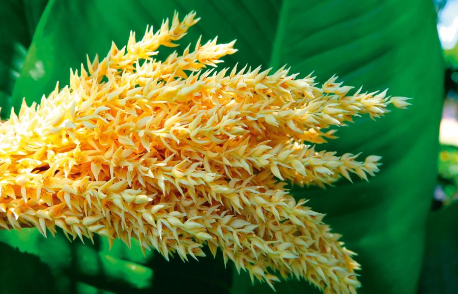 Palma Dypsis lutescens z Madagaskaru.