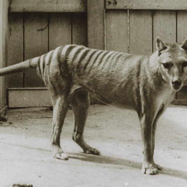 Jedno z nielicznych zachowanych zdjęć wilkowora. Wykonano je w zoo w Hobart na Tasmanii.