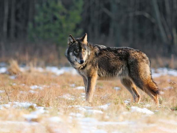 Wilki, chociaż ściśle chronione od 1998 r., mogą być za zgodą GDOŚ odstrzeliwane lub uśmiercane na wniosek urzędów gmin lub osób, jeśli są to osobniki ewidentnie konfliktowe.