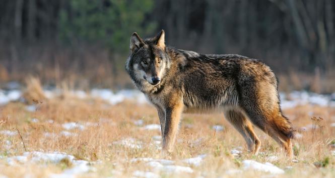 Wilki, chociaż ściśle chronione od 1998 r., mogą być za zgodą GDOŚ odstrzeliwane lub uśmiercane na wniosek urzędów gmin lub osób, jeśli są to osobniki ewidentnie konfliktowe.