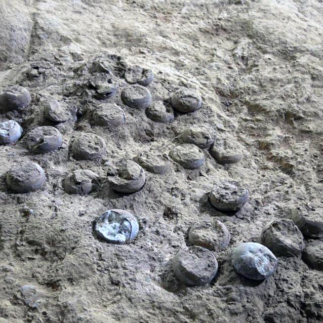 Sfosylizowane jaja dinozaurów z lęgu sprzed 85 mln lat.