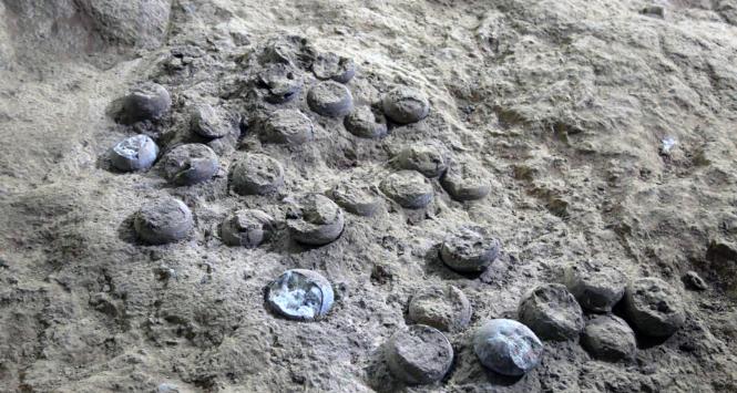 Sfosylizowane jaja dinozaurów z lęgu sprzed 85 mln lat.