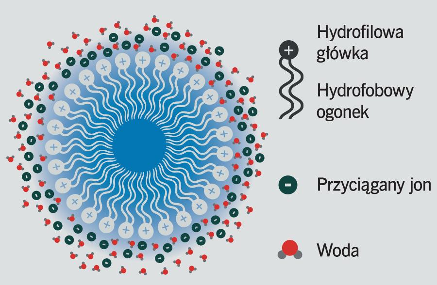 W wodzie hydrofobowe ogony elementów miceli zwrócone są ku środkowi struktury mającej najczęściej kulistą formę.