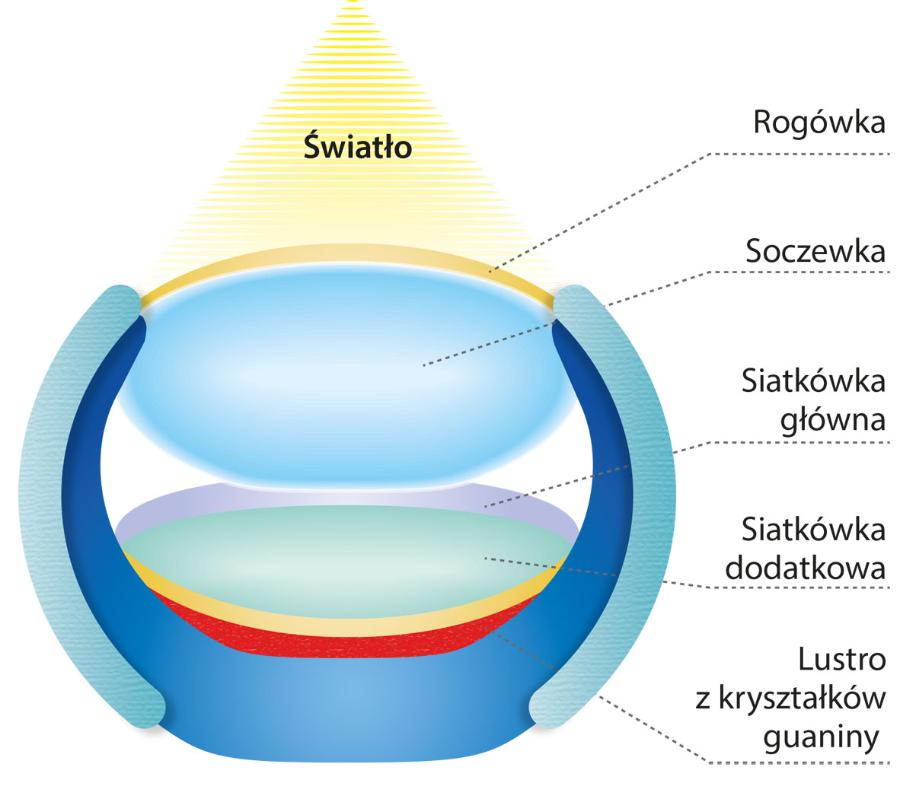 Schemat budowy oka przegrzebka.