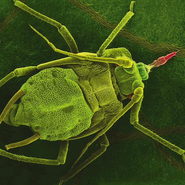 Powszechny widok w kolonii mszyc. Bezskrzydła samica rodzi córkę, która zawiera w sobie uformowane już zarodki córek następnego pokolenia. Za chwilę młoda mszyca wkłuje się ssawką w roślinę i zacznie samodzielny rozwój.