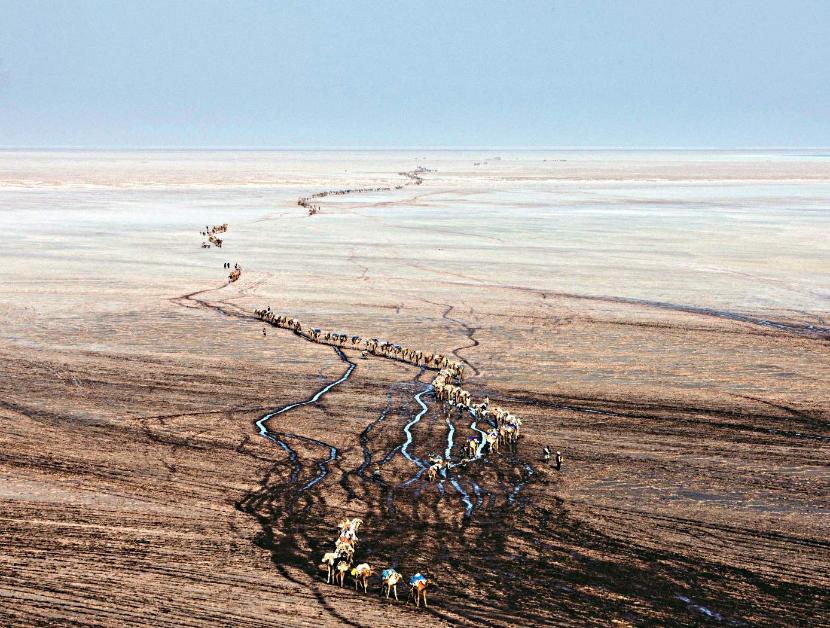 Karawana na Pustyni Danakilskiej. Koczownicy transportują na wielbłądach wydobywaną tutaj sól.