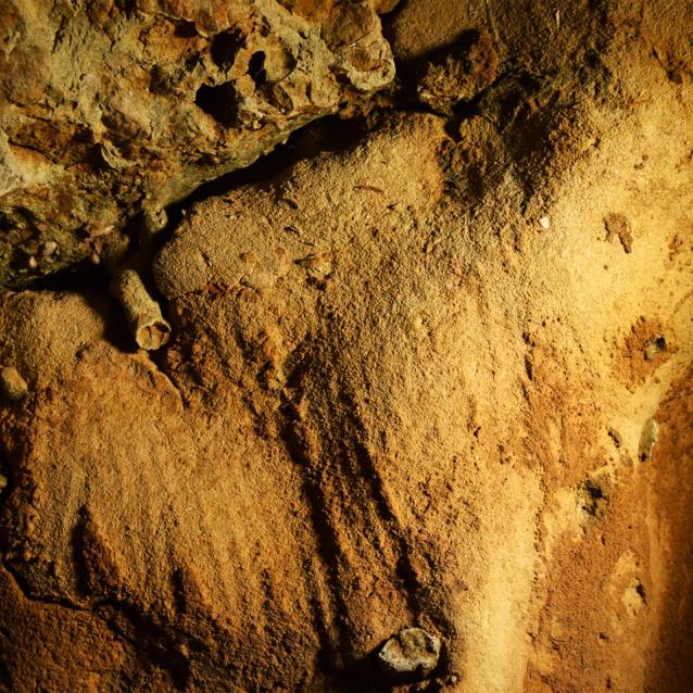 Fragment śladów z jaskini La Roche-Cotard.