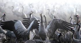 Żuraw to ptak charyzmatyczny, kojarzony z wiernością i szlachetnością.