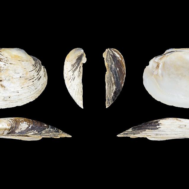 Unio crassus.