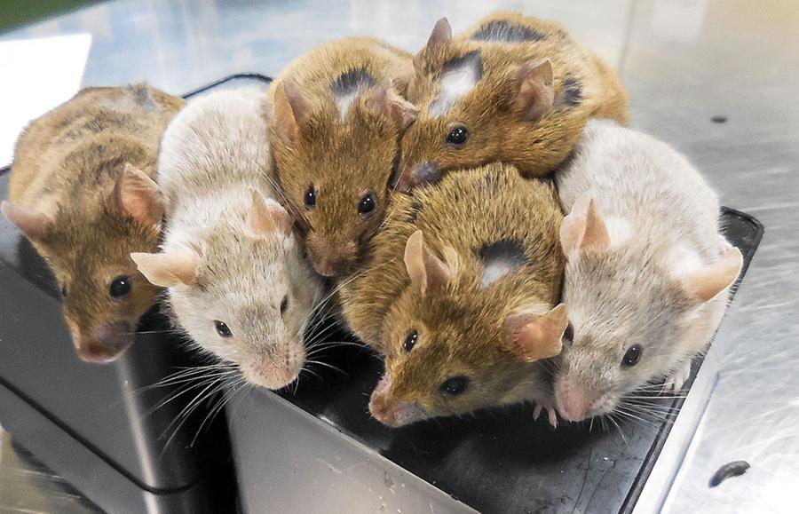 Myszy powstałe z uzyskanych w laboratorium komórek jajowych i normalnych mysich plemników są zdrowe.