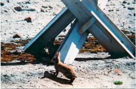 'Królik po berlińsku' (niemiecko-polski)