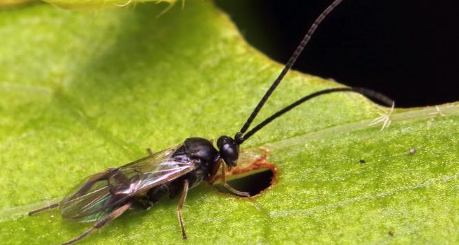 Na Ziemi może żyć od 14 do 30 mln gatunków owadów. Barkodowanie DNA podważyło dotychczasowe szacunki badaczy.