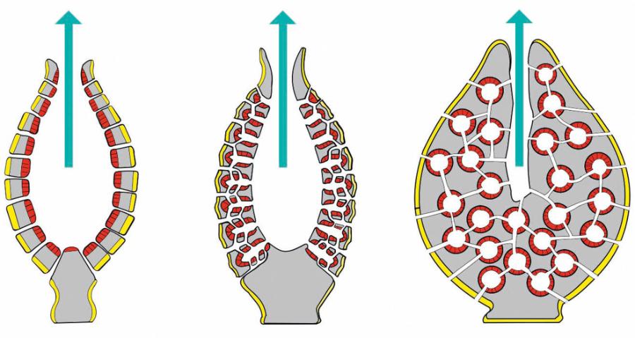 Różne typy budowy gąbek. Czerwone to miejsca występowania komórek kołnierzykowych. Strzałka wskazuje kierunek wypływu wody.