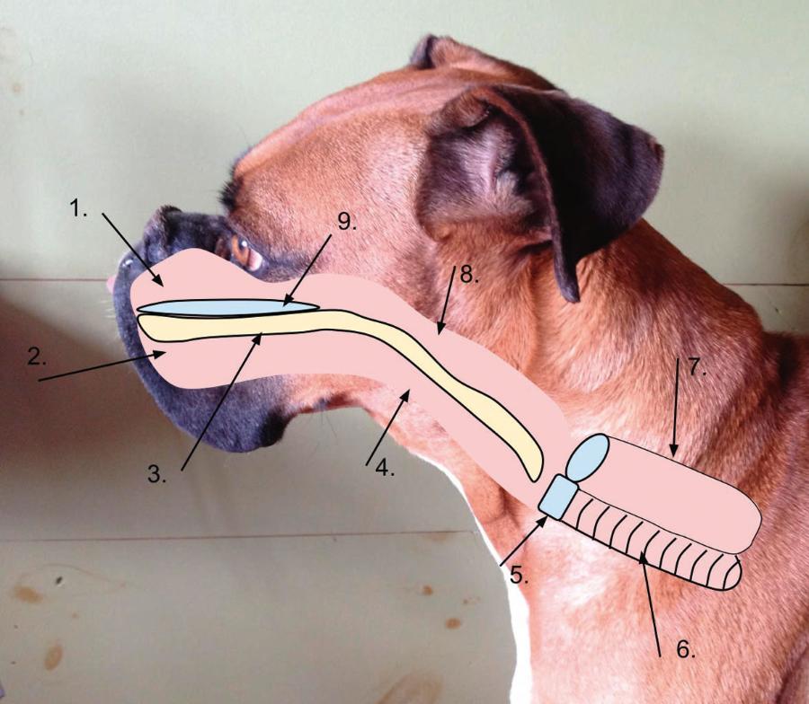 Układ ­oddechowy brachycefalicznego psa (w tym przypadku boksera): 1 – jama ­nosowa, 2 – jama gębowa, 3 – podniebienie ­miękkie, 4 – gardło, 5 – krtań, 6 – tchawica, 7 – przełyk, 8 – ­nosogardziel, 9 – ­podniebienie twarde. Wydłużone podniebienie miękkie jest przyczyną problemów z oddychaniem.