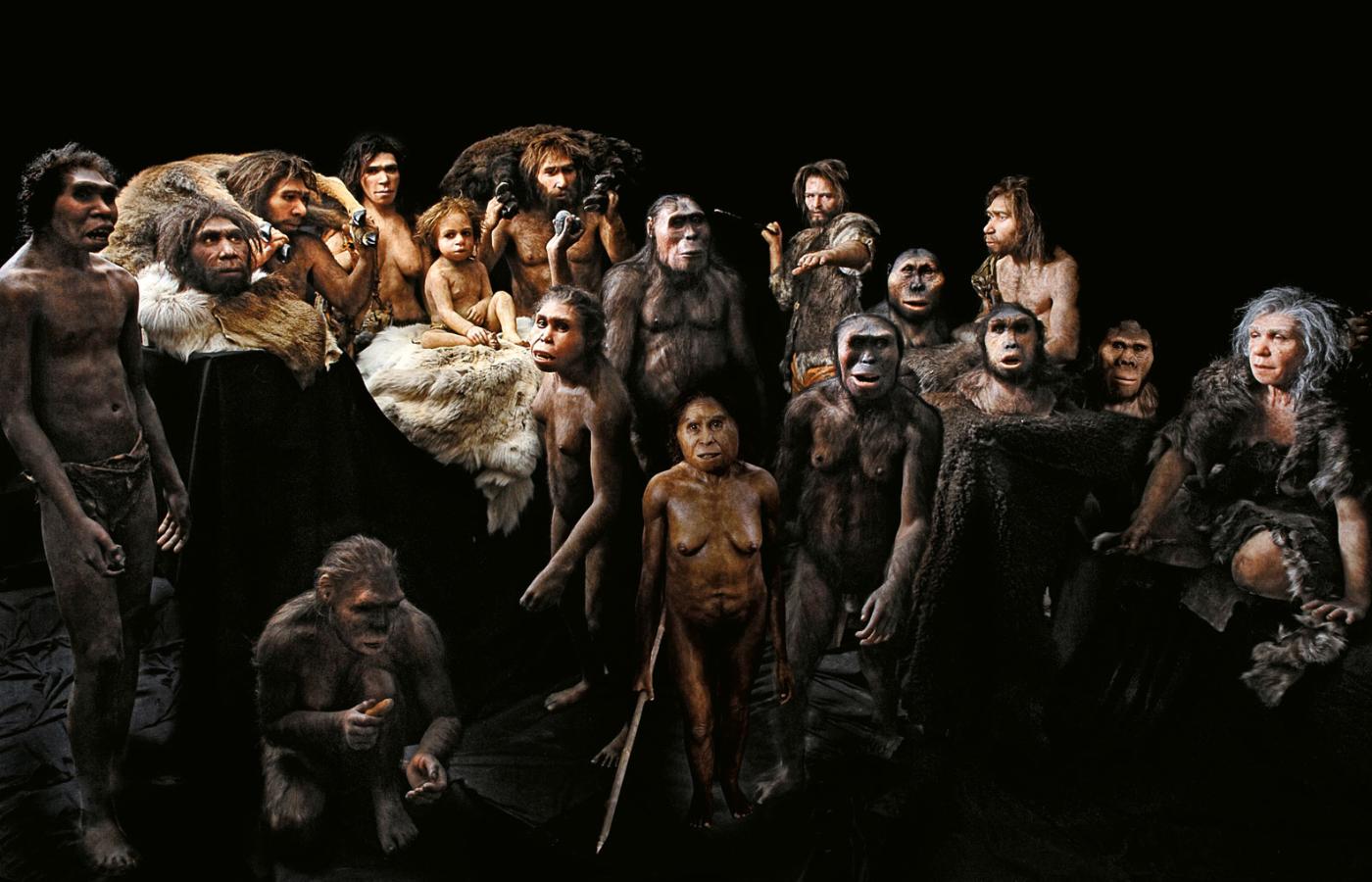 Modele antropologiczne oparte na skamielinach. Od lewej: Homo ergaster, Homo georgicus (mężczyzna), grupa neandertalczyków, w tym dziecko, Homo georgicus (kobieta, rzuca kamień), Homo floresiensis (trzyma włócznię), Lucien i Lucy (Australopithecus afarensis), myśliwy z Cro-Magnon (rzuca włócznią), trzy głowy – Paranthropus boisei, Sahelanthropus tchadensis, Australopithecus africanus), mężczyzna i kobieta neandertalczycy. Na dole po lewej: samica Homo habilis (kuca).