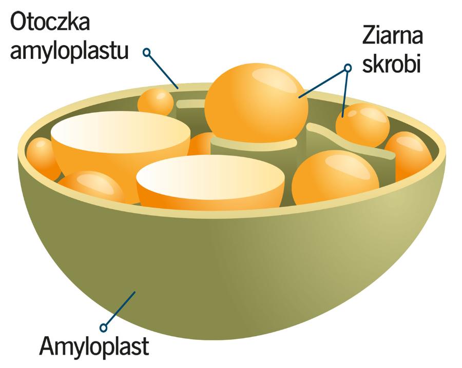 W bulwach ziemniaka ziarna skrobi gromadzą się w amyloplastach.