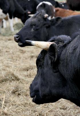 By zatrzymać egzekucję, zbiera się podpisy pod petycją „O życie dla stada wolnych krów”.