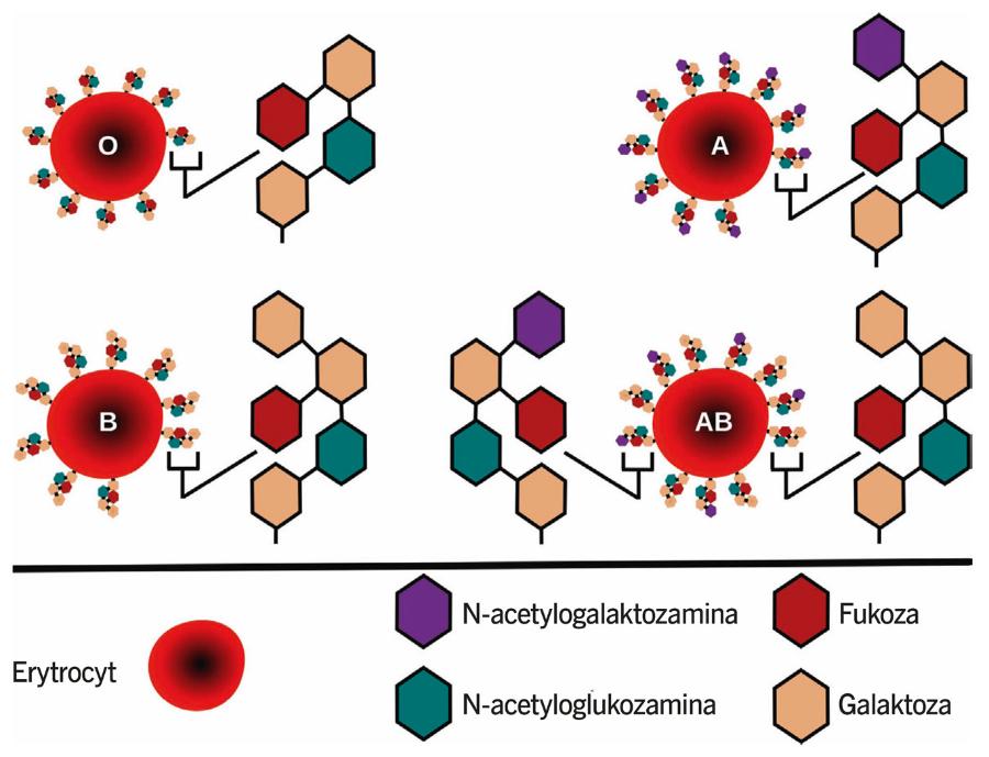 Grupy krwi układu AB0 są ­warunkowane obecnością łańcuchów ­różnych cukrów na erytrocytach.