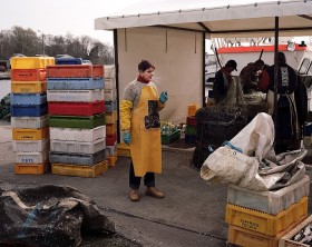Segregowanie śledzi to zajęcie niewdzięczne i ciężkie...