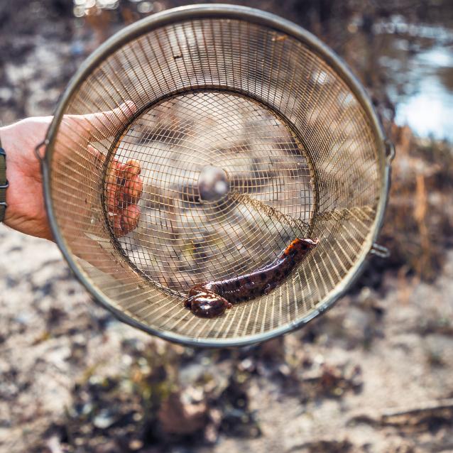 Salamandry mają gigantyczne genomy, które obciążają ich niedojrzałe ciała. Ale umożliwiają też regenerację kończyn, a nawet części mózgu.