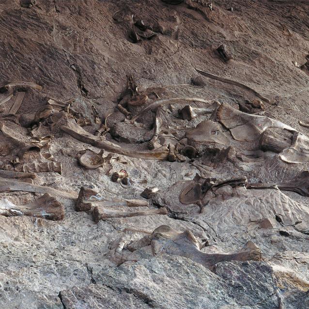 Pomieszane skamieniałości kostne dinozaurów (takie jak te na stanowisku na pograniczu Utah i Kolorado) stanowią wyzwanie dla paleontologów rekonstruujących pojedyncze szkielety.