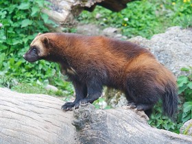 Rosomak - największy, obok wydry olbrzymniej, przedtawiciel łasicowatych jest jednym z najbardziej nieustępliwych zwierząt na świecie. Potrafi walczyć z niedźwiedziem, choć jest od niego znacznie mniejszy. Nie ustepuje też wilkom i pumom.