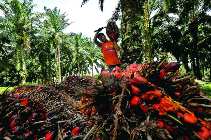 Olej palmowy zmienił pejzaż północnej Sumatry.