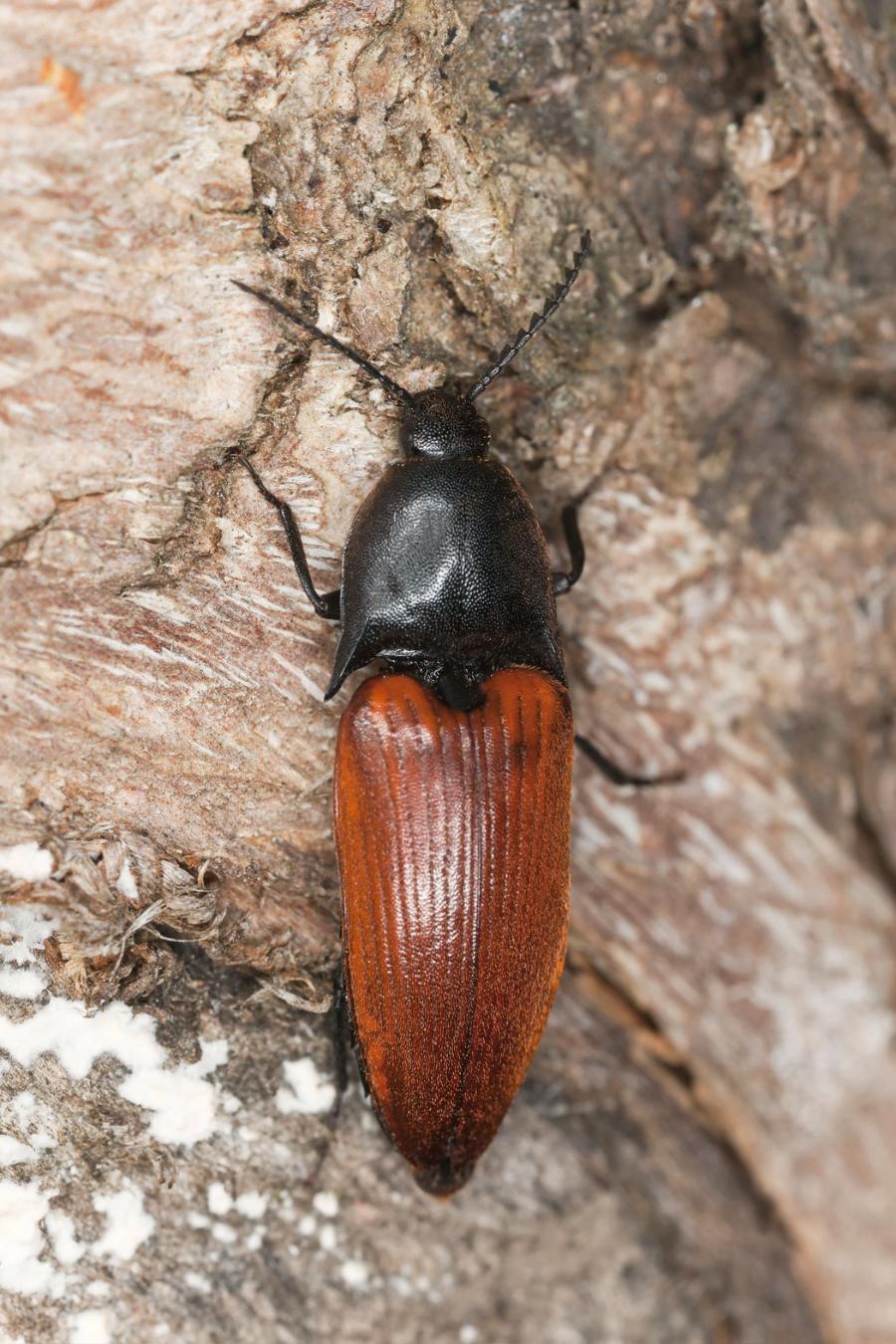 Tęgosz rdzawy poradzi sobie nawet wtedy, gdy upadnie na grzbiet.