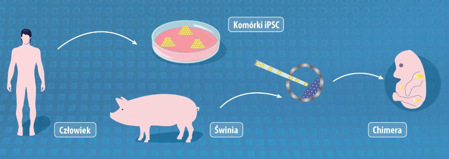 Krzyżówka świni i człowieka powstaje dzięki najnowszym osiągnięciom inżynierii genetycznej i dostarcza organu do przeszczepu. Do wytworzenia chimery potrzebne są indukowane ludzkie komórki macierzyste (iPSC) i zarodek świni.