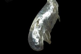 Sebastian Winkler – „Wielka ryba”