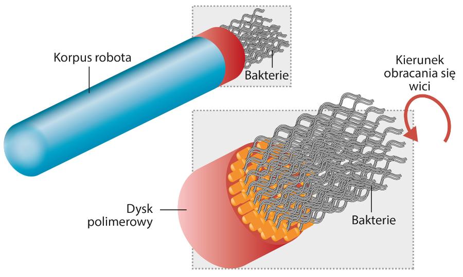 Nanorobot porusza się dzięki zaopatrzonym w wici bakteriom.