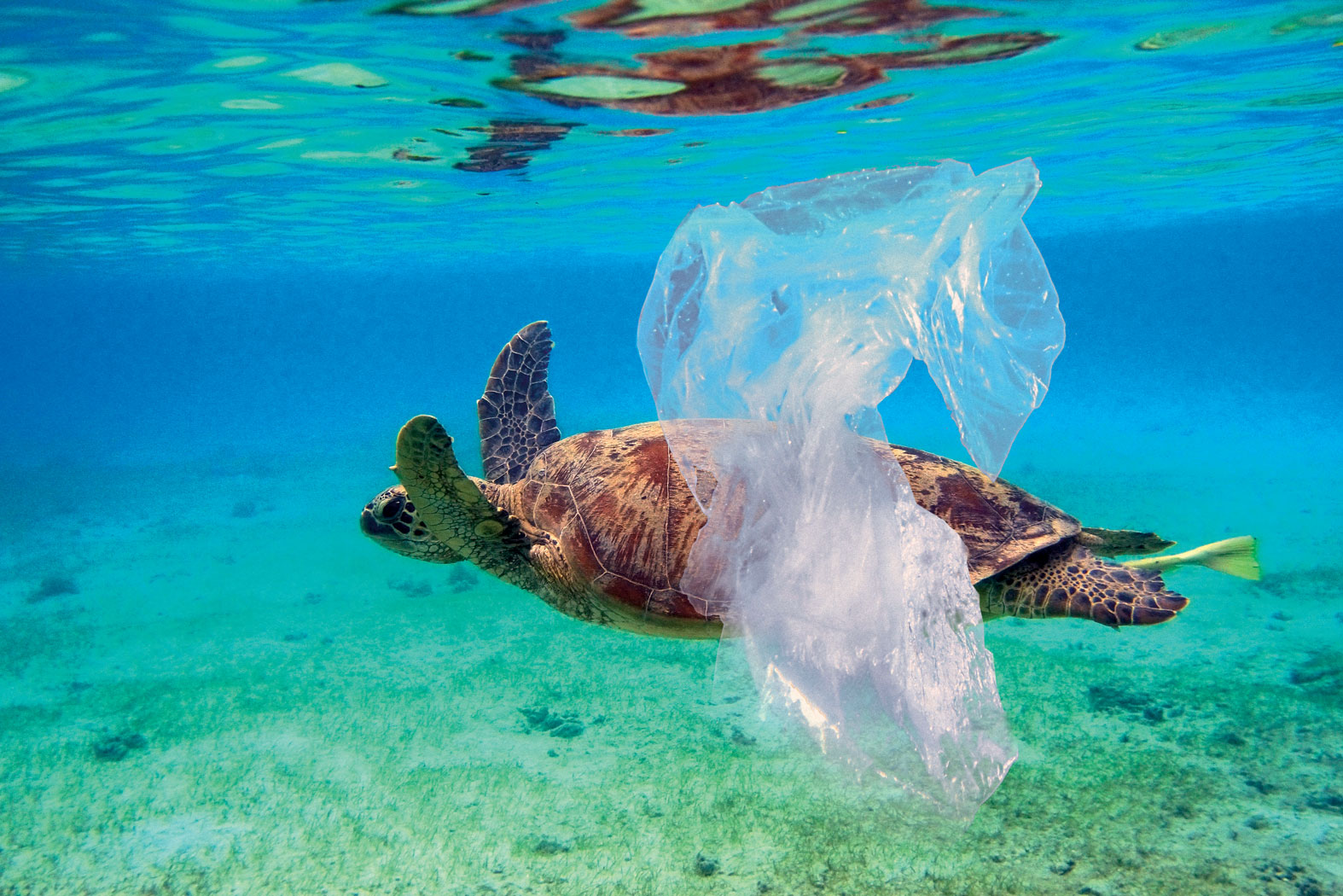 Znalezione obrazy dla zapytania zwierzÄta plastik morze