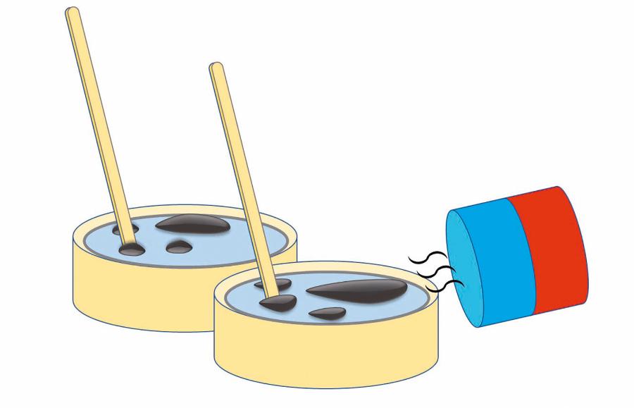 Drobny pył magnetytu można zawiesić w wodzie z dodatkiem detergentu, tworząc ferrofluid. Jego krople wprawimy w ruch za pomocą magnesu.