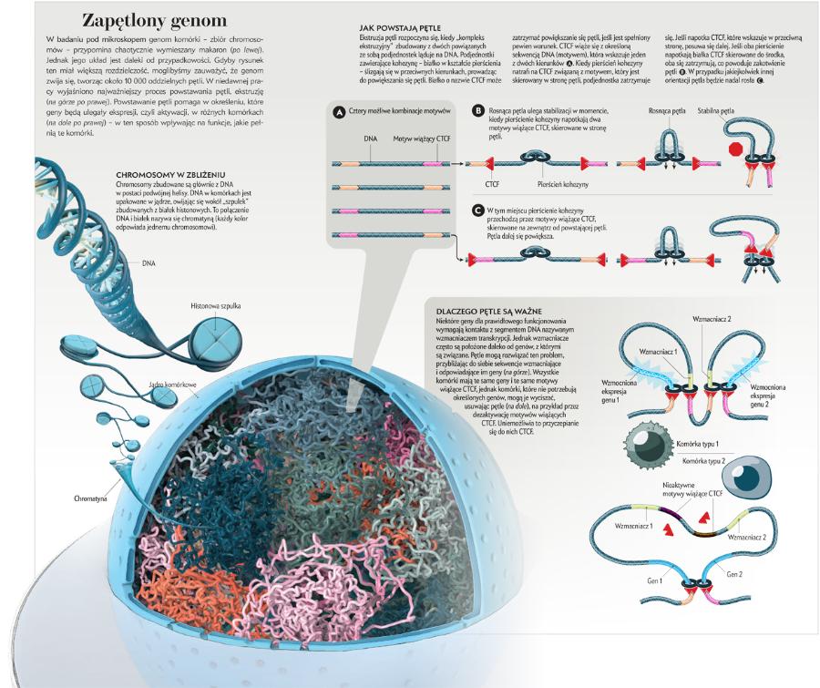 Zapętlony genom