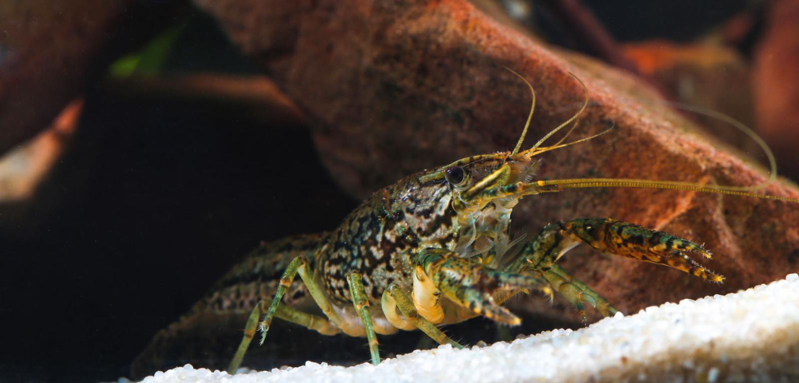 Procambarus fallax forma virginalis.