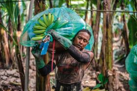 Plantacja bananów w Milagro