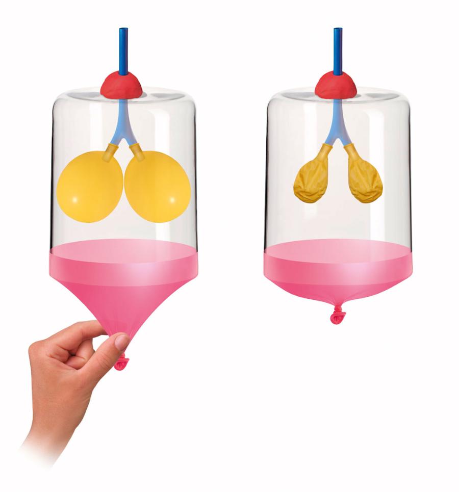 Model płuc człowieka.