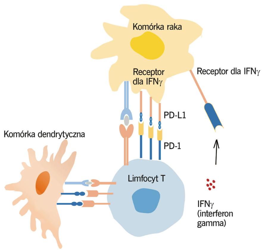 Oddziaływanie ­receptorów PD-1 (na limfocycie) oraz PD-L1 (na komórce rakowej). Tak komórki rakowe blokują limfocyty.