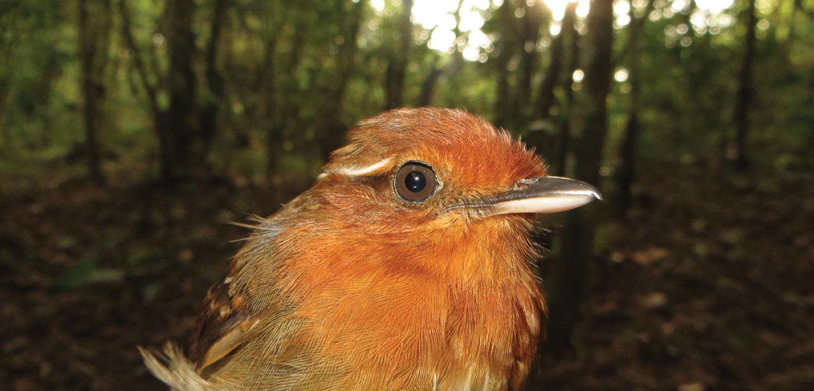 Jeden z ptaków obserwowanych podczas badań terenowych w Peru.