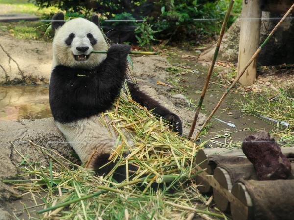 Xiao Xiao i jego siostra musieli opuścić tokijskie zoo.