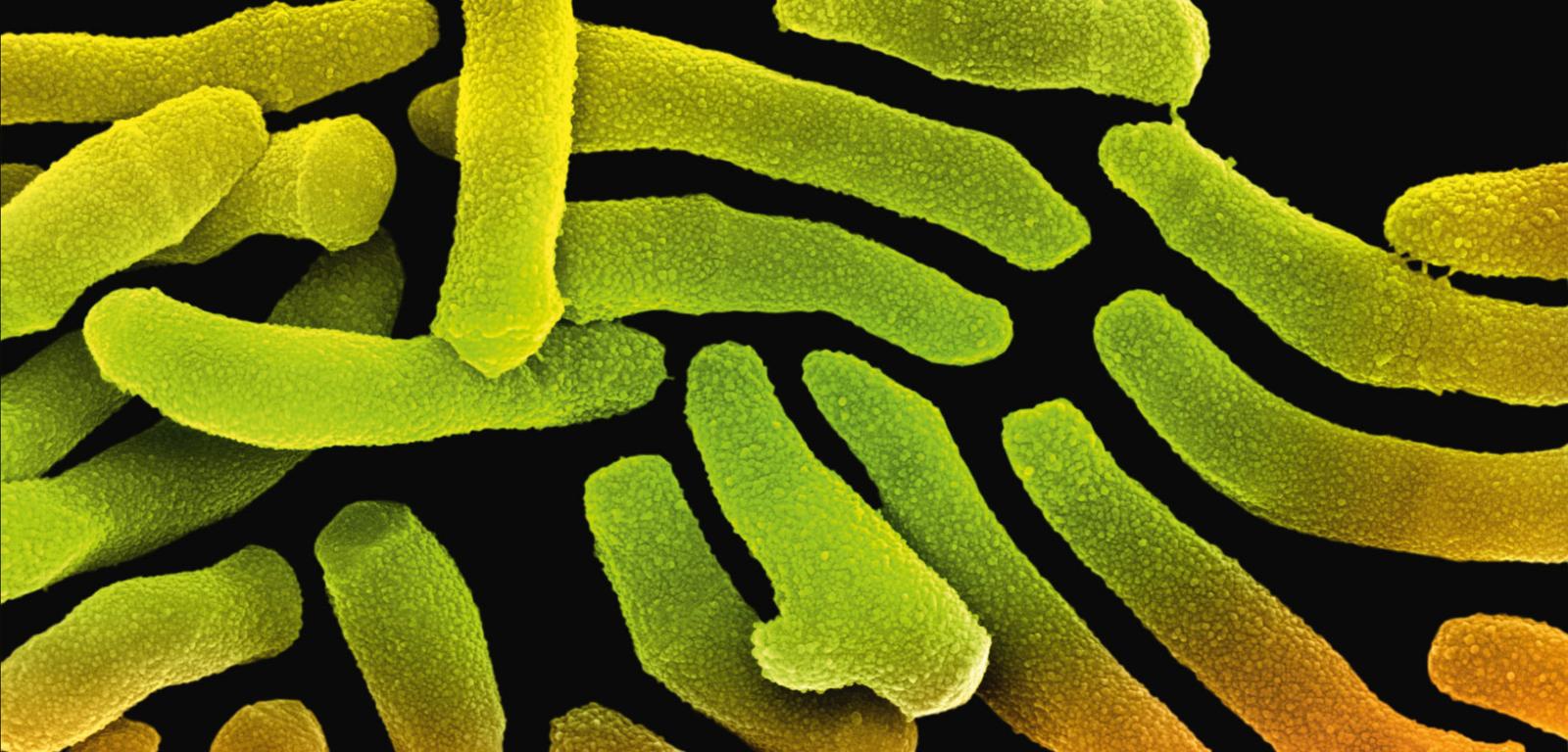 Bakterie Propionibacterium acnes mają kształt pałeczek.