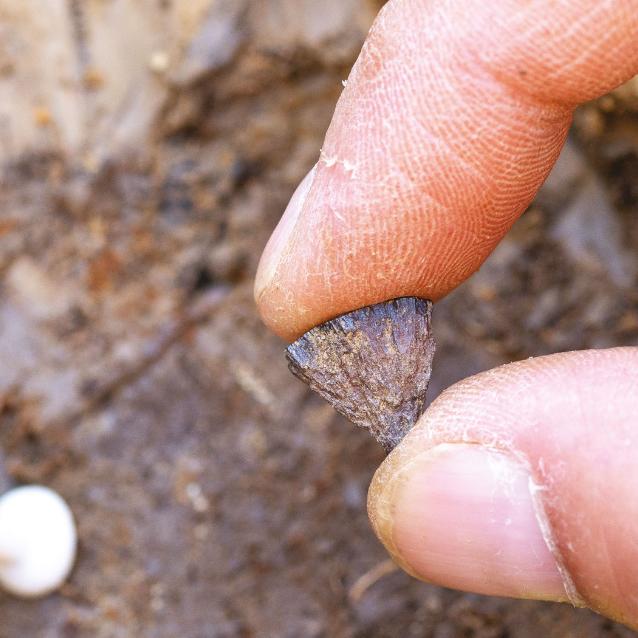 Na zdjęciu przedstawiono jedną z dwóch konkrecji pirytu znalezionych w Barnham – stanowisku archeologicznym w Anglii liczącym około 400 tys. lat. Konkrecje te stanowią część nowych dowodów wskazujących, że hominini rozniecali ogień wcześniej, niż dotąd przypuszczano.