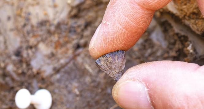 Na zdjęciu przedstawiono jedną z dwóch konkrecji pirytu znalezionych w Barnham – stanowisku archeologicznym w Anglii liczącym około 400 tys. lat. Konkrecje te stanowią część nowych dowodów wskazujących, że hominini rozniecali ogień wcześniej, niż dotąd przypuszczano.