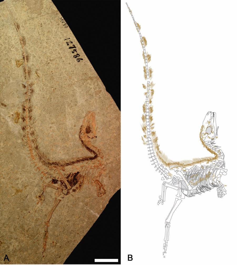 Skamieniałe szczątki sino­zauropteryksa i szkic pomocniczy.