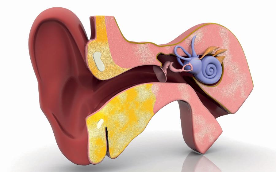 Przekrój ucha. W skład narządu słuchu wchodzą ślimak (fioletowy) i kosteczki słuchowe (jasnoróżowy).
