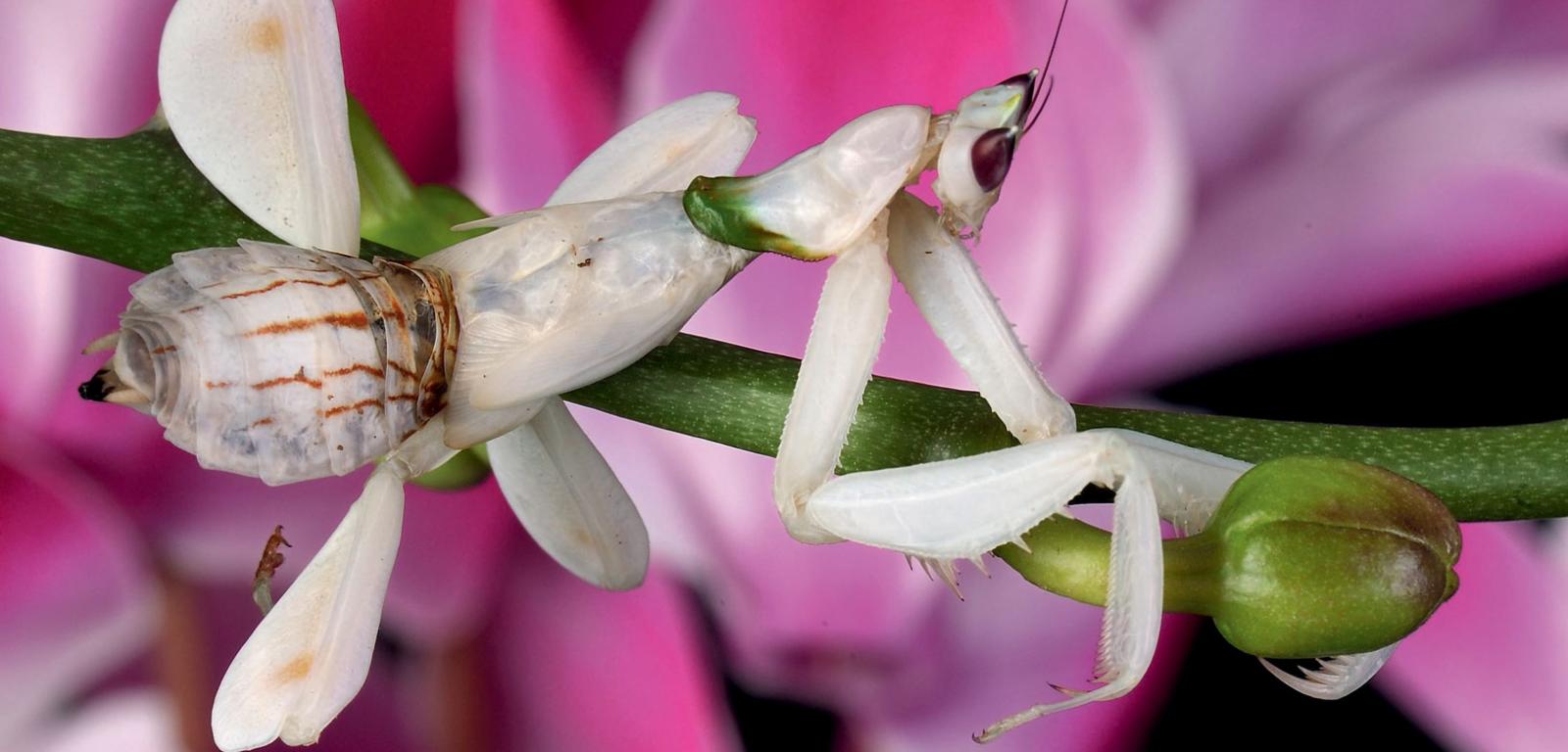 Modliszka storczykowa (Hymenopus coronatus) pochodzi z lasów tropikalnych Azji Południowo-Wschodniej. Przypomina fragmenty kwiatu orchidei.