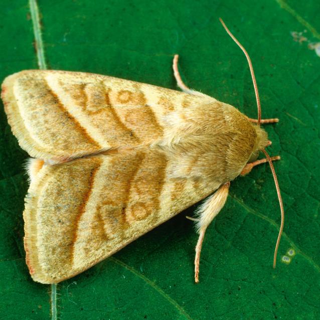 Chloridea virescens.