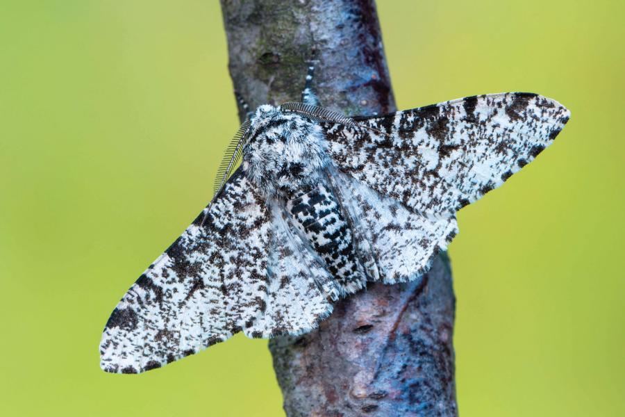 W wyniku wzrostu zanieczyszczeń powietrza coraz częściej zaczęła pojawiać się odmiana krępaka nabrzozaka.