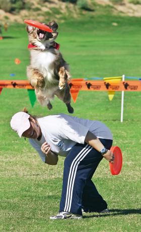 By mieć szansę na wygraną, pies i jego pan muszą się świetnie rozumieć.