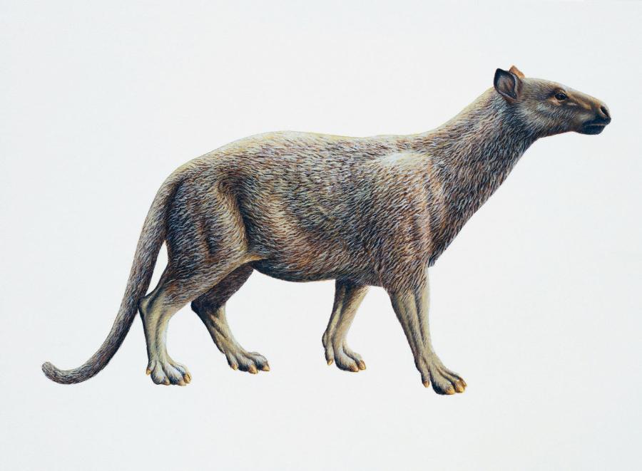 Phenacodus – wczesny przedstawiciel ssaków kopytnych. Osiągał 1,5 m długości. Żył na przełomie paleocenu i eocenu. Autor rekonstrukcji: Barry Croucher.
